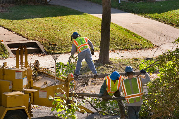 How Our Tree Care Process Works  in  Pecatonica, IL