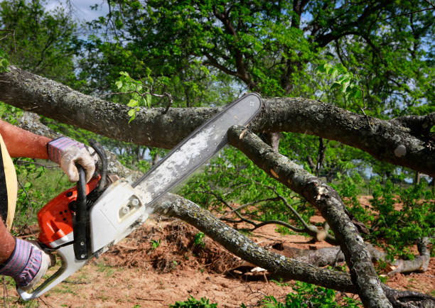 Best Tree Disease Treatment  in Pecatonica, IL